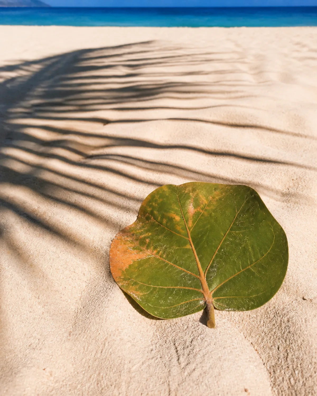 Sea grape leaf resting beneath a palm shadow on pale beach sand